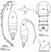 Image result for "xanthocalanus Marlyae". Size: 182 x 185. Source: copepodes.obs-banyuls.fr