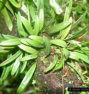 Image result for "paraclione Flavescens". Size: 176 x 185. Source: orchidiana.weebly.com