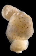 Afbeeldingsresultaten voor "phascolion Strombus". Grootte: 120 x 185. Bron: www.sipuncula.myspecies.info