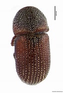 Biletresultat for Pedinosoma curtum Geslacht. Storleik: 126 x 185. Kjelde: azoresbioportal.uac.pt
