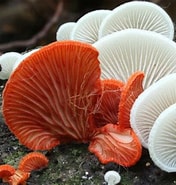 Image result for oorzwammetje. Size: 176 x 185. Source: www.naturetoday.com