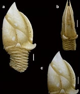 Image result for Arcoscalpellum michelottianum. Size: 158 x 185. Source: www.researchgate.net