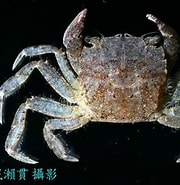 Image result for "ptychognathus Altimanus". Size: 180 x 185. Source: www.crabdatabase.info