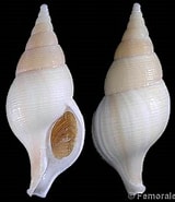 Image result for "colus Gracilis". Size: 160 x 185. Source: www.gastropods.com