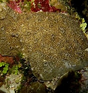 Image result for "petrosia Weinberg". Size: 176 x 185. Source: spongeguide.uncw.edu