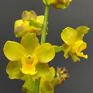 Afbeeldingsresultaten voor "sphaerodorum Flavum". Grootte: 185 x 185. Bron: www.orchidweb.com