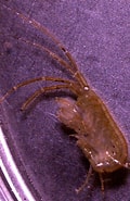 Image result for Ampithoe longimana. Size: 120 x 185. Source: www.flickr.com