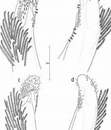 Afbeeldingsresultaten voor Ashtoret maculata stam. Grootte: 158 x 185. Bron: www.researchgate.net