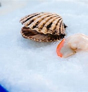 Afbeeldingsresultaten voor Schaaldieren. Grootte: 177 x 185. Bron: www.finest-seafood.be