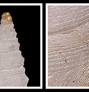 Afbeeldingsresultaten voor Typhlomangelia nivalis Feiten. Grootte: 179 x 185. Bron: www.idscaro.net
