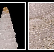 Afbeeldingsresultaten voor Typhlomangelia nivalis. Grootte: 192 x 185. Bron: www.idscaro.net