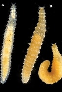Afbeeldingsresultaten voor Sphaerodoridae. Grootte: 126 x 185. Bron: zookeys.pensoft.net