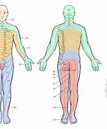 Image result for Gcmatome. Size: 154 x 185. Source: dermatomemap.com