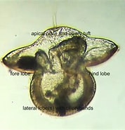 Image result for "lineus Albocinctus". Size: 178 x 185. Source: av.tib.eu