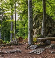Image result for Bayerischer Wald Typ. Size: 176 x 185. Source: kinderorte-franken.de