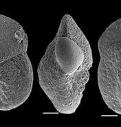 Afbeeldingsresultaten voor "globorotalia Hirsuta". Grootte: 176 x 174. Bron: www.mikrotax.org