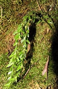 Afbeeldingsresultaten voor Temorites elongata Stam. Grootte: 120 x 185. Bron: www.picturethisai.com