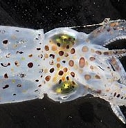Image result for "lolliguncula Brevis". Size: 182 x 144. Source: www.marylandbiodiversity.com