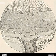 Afbeeldingsresultaten voor "raja Circularis". Grootte: 184 x 185. Bron: www.alamy.com