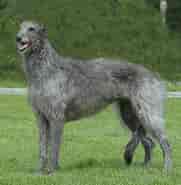 Image result for World Dansk Fritid Husdyr hunde Racer Mynder Skotsk hjortehund. Size: 181 x 185. Source: dyrebar.no