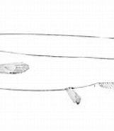 Image result for Conocara macropterum. Size: 161 x 106. Source: de-academic.com
