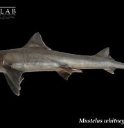 Image result for "mustelus Whitneyi". Size: 179 x 185. Source: chondrolab.cl