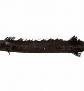 Image result for "nesiarchus Nasutus". Size: 172 x 185. Source: fishesofaustralia.net.au