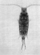 Image result for "centropages Brachiatus". Size: 135 x 185. Source: www.pinterest.com.au