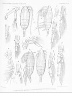Image result for "spinocalanus Magnus". Size: 142 x 185. Source: www.marinespecies.org