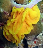 Image result for "clathrina Septentrionalis". Size: 165 x 185. Source: spongeguide.uncw.edu
