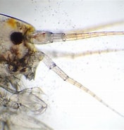 Afbeeldingsresultaten voor Stenothoe monoculoides Orde. Grootte: 176 x 185. Bron: www.aphotomarine.com