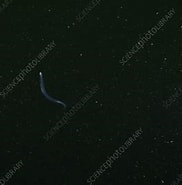 Afbeeldingsresultaten voor Parasagitta elegans. Grootte: 182 x 185. Bron: www.sciencephoto.com