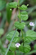 Image result for "Eucodonium Brownei". Size: 123 x 185. Source: www.flickr.com