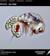 Image result for "oncaea Latimana". Size: 165 x 185. Source: www.st.nmfs.noaa.gov