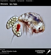 Image result for "oncaea Curta". Size: 172 x 185. Source: www.st.nmfs.noaa.gov