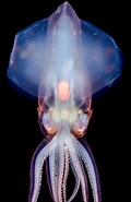 Afbeeldingsresultaten voor Eucleoteuthis luminosa Orden. Grootte: 120 x 185. Bron: www.sohu.com