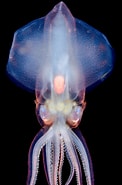 Afbeeldingsresultaten voor Eucleoteuthis luminosa Klasse. Grootte: 122 x 185. Bron: www.sohu.com