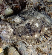 Image result for "monochirus Hispidus". Size: 174 x 185. Source: www.fishipedia.es