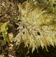 Afbeeldingsresultaten voor "coelodendrum Flabellatum". Grootte: 184 x 185. Bron: uk.inaturalist.org