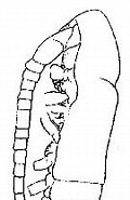 Image result for Subeucalanus monachus Rijk. Size: 95 x 185. Source: copepodes.obs-banyuls.fr