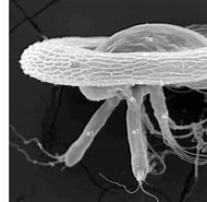 Image result for "peltogaster Paguri". Size: 190 x 185. Source: www.researchgate.net