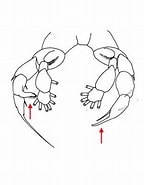 Image result for Mesorhabdus angustus Order. Size: 144 x 185. Source: bio.odb.ntu.edu.tw