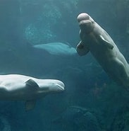 Image result for grondeldolfijnen uitsterven. Size: 183 x 185. Source: diertjevandedag.be