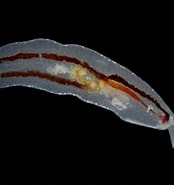 Image result for Cephalopyge trematoides. Size: 174 x 185. Source: seaslugsofhawaii.com