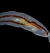 Afbeeldingsresultaten voor Cephalopyge trematoides Order. Grootte: 176 x 185. Bron: seaslugsofhawaii.com