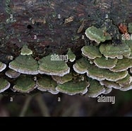 Image result for Hymenochaetales. Size: 187 x 185. Source: www.alamy.com