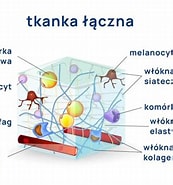 Image result for Choroby_układowe_tkanki_łącznej. Size: 173 x 185. Source: sklep.alablaboratoria.pl