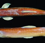 Image result for "macrostomias Longibarbatus". Size: 194 x 162. Source: www.researchgate.net