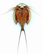 Afbeeldingsresultaten voor "augaptilus Longicaudatus". Grootte: 148 x 185. Bron: lookfordiagnosis.com