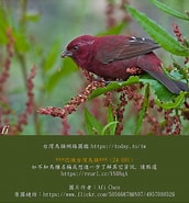 台灣鳥類網路圖鑑 的圖片結果. 大小：172 x 185。資料來源：today.to